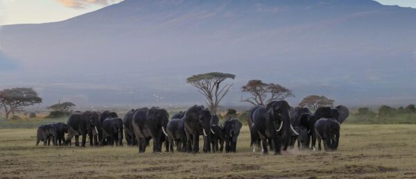 elephant at tsavo national park kenya 