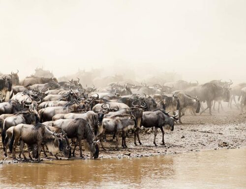 Die 5 besten Luxus-Safari-Reisen in Tansania
