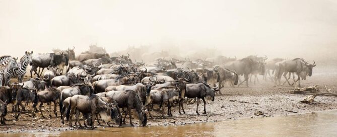 Die 5 besten Luxus-Safari-Urlaube in Tansania