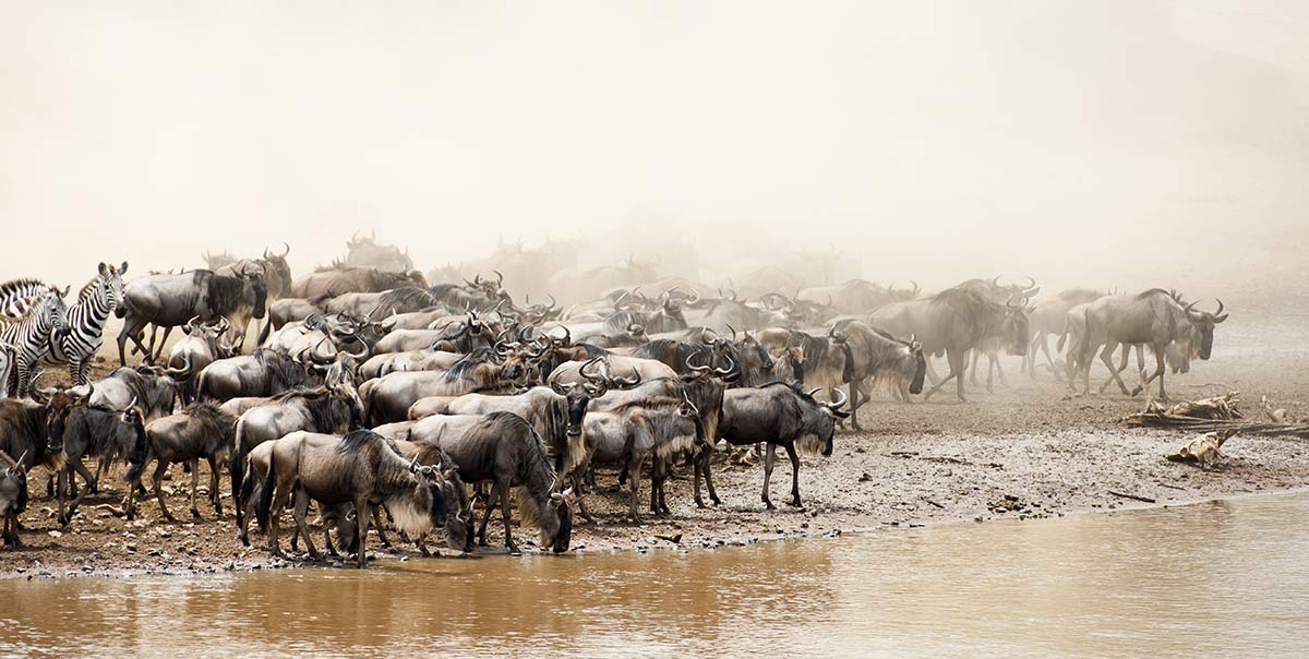 Die 5 besten Luxus-Safari-Urlaube in Tansania