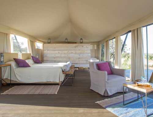 Was kann man von einer Safari in Tansania erwarten?