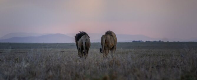 Wie viel kostet eine Serengeti-Safari?
