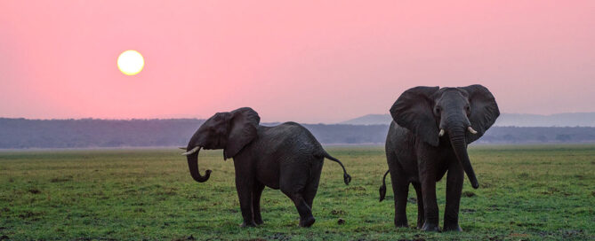 Die „Big Five“ in Afrika