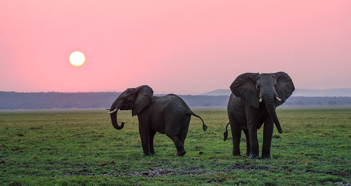 Die „Big Five“ in Afrika