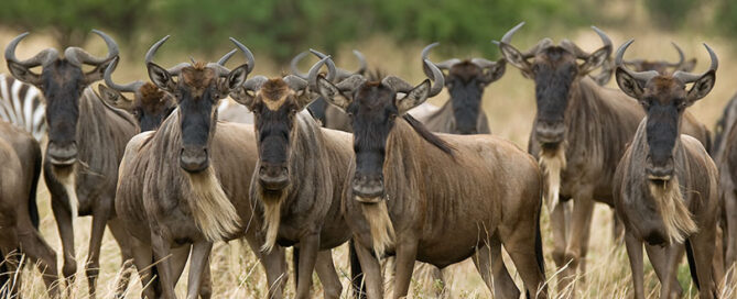 Kalbungszeit in der Serengeti