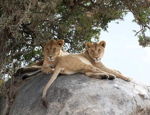 Die Löwen der Serengeti