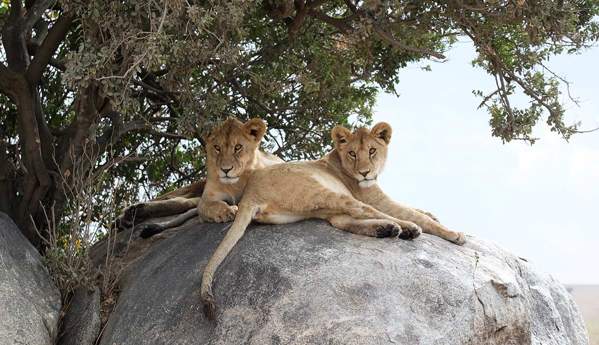 Löwen der Serengeti