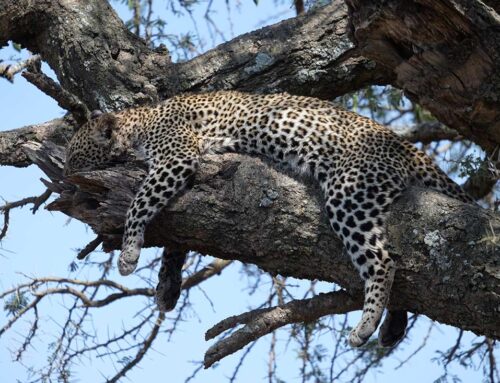 Geparden gegen Leoparden in Afrika