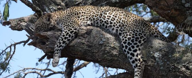 Gepard gegen Leopard