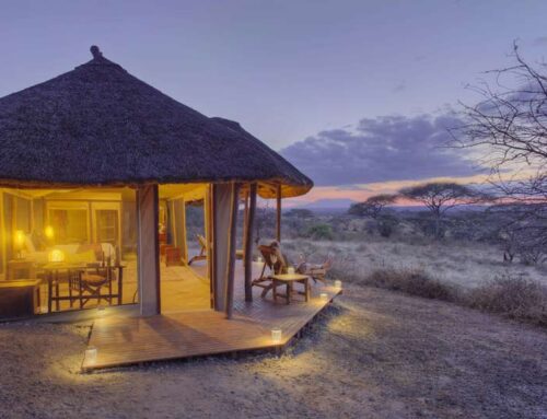 Wann ist die beste Zeit für eine Safari in Afrika?