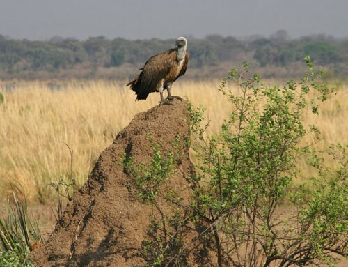 Termite: Die Gestaltung der Wildnis Afrikas