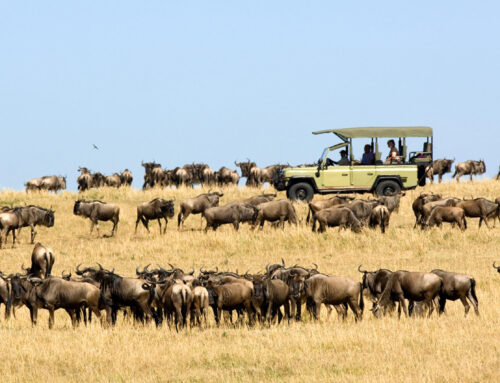 Die große Gnuwanderung: Was, wann und wo?