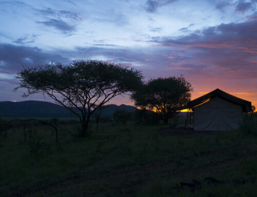 Warum sollten Sie eine private Safari machen wollen?