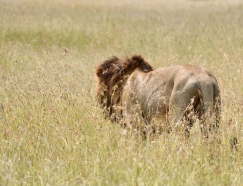 Wie ist die Tierbeobachtung in Tansania?