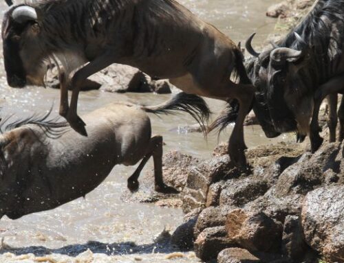 Serengeti-Nationalpark – Der ultimative Safari-Reiseführer