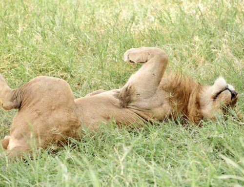 Was ist besser, die Serengeti oder die Masai Mara?