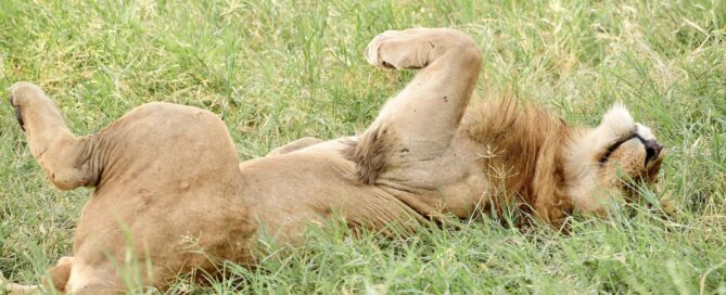 Serengeti vs. Masai Mara