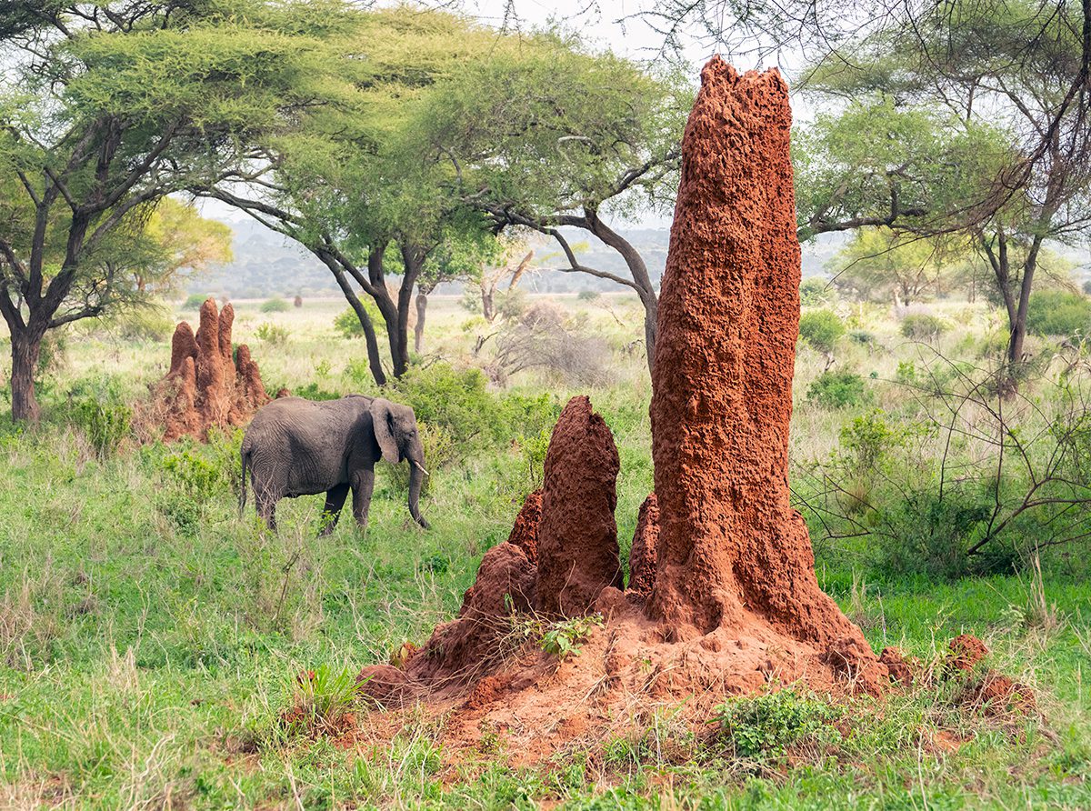 Elefant in der Nähe des Termitenhügels im Tarangire-Nationalpark
