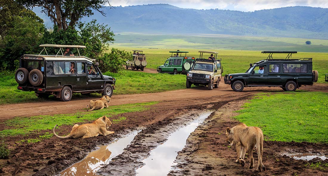 Tanzania or South Africa Safari? Which is better?