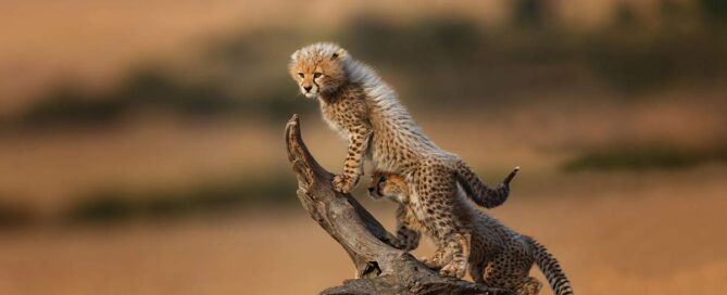 The Ultimate Guide to a Serengeti Safari