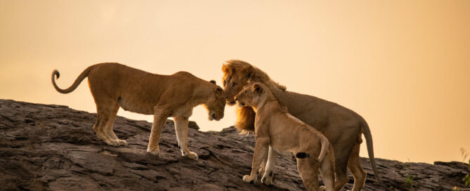 Los mejores lugares para ver leones en Tanzania