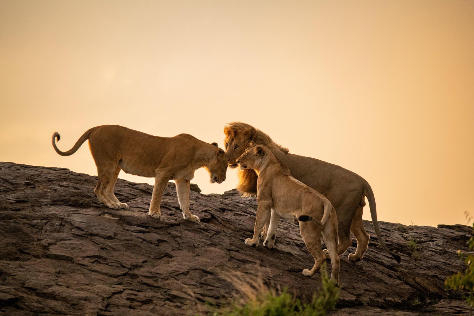 Los mejores lugares para ver leones en Tanzania