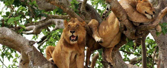 manyara lions