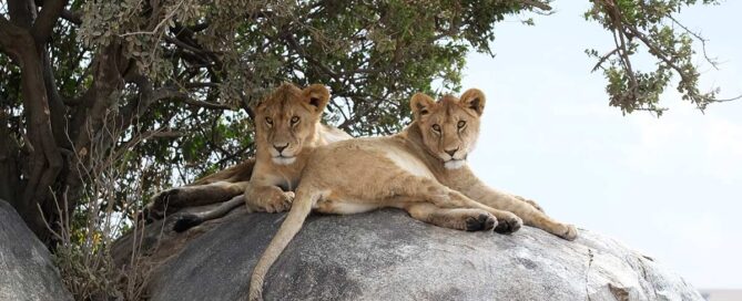 serengeti lions