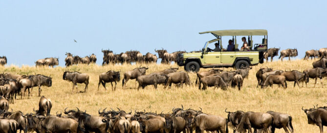 wildebeest great migration