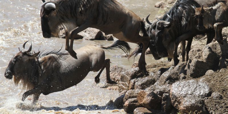 grumeti river serengeti wildebeest crossing the river