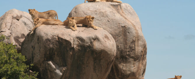 Lion pride Lamai Wedge northern Serengeti off the beaten path"