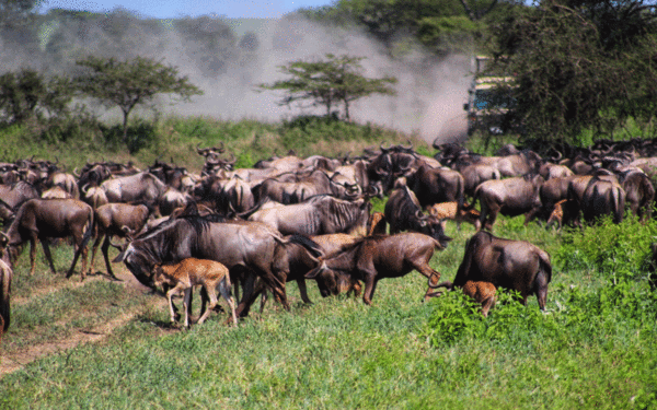 wildebest migration in serengeti and masai mara