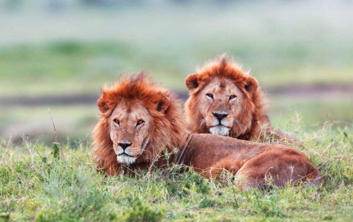 lions