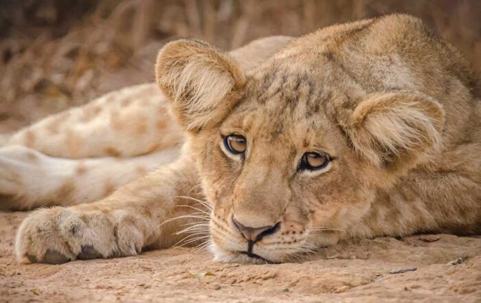 Best time to visit Tanzania