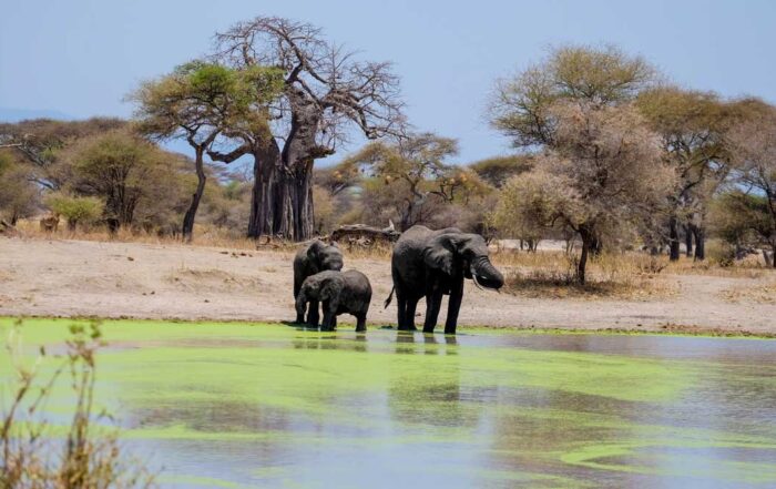 Wildlife Viewing in Tanzania, Tarangire National Park