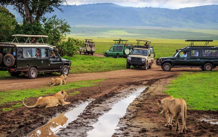 Tanzania or South Africa Safari? Which is better?