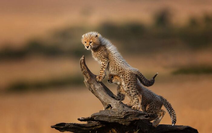 The Ultimate Guide to a Serengeti Safari