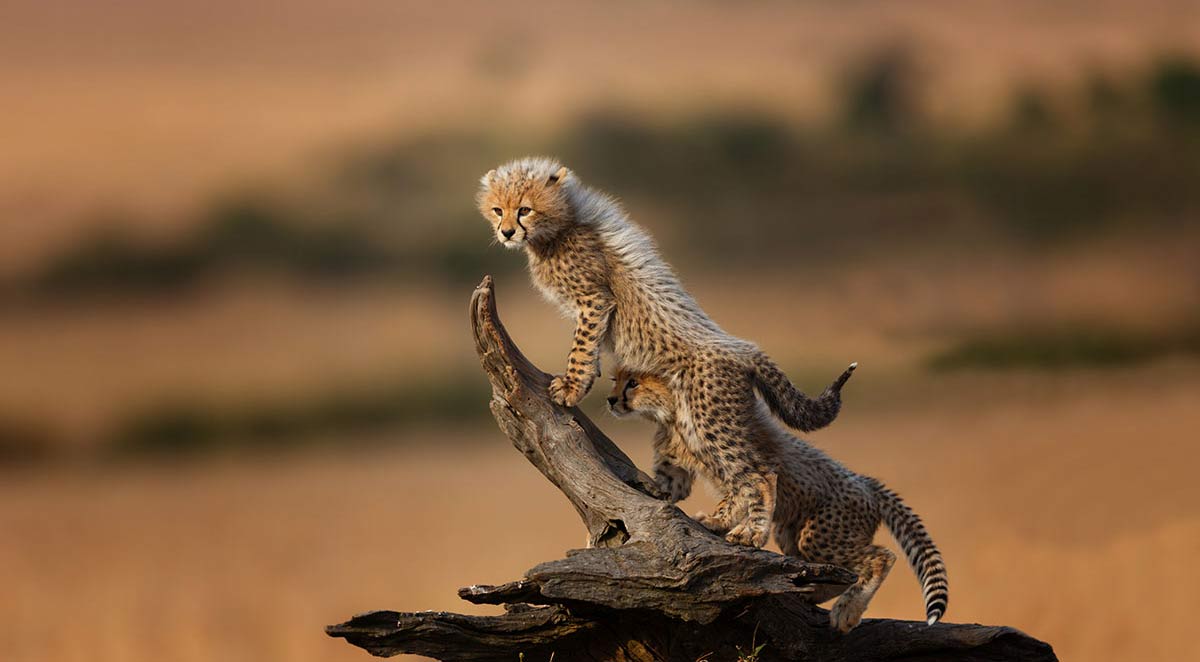 The Ultimate Guide to a Serengeti Safari