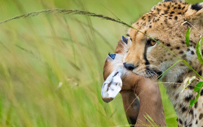 Serengeti or Maasai Mara