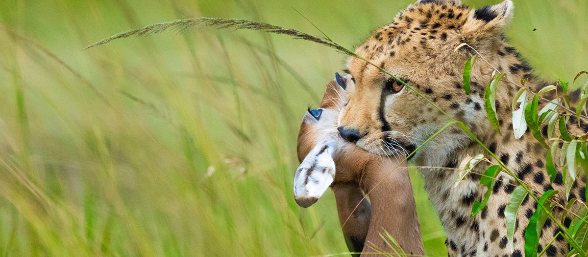 Serengeti or Maasai Mara