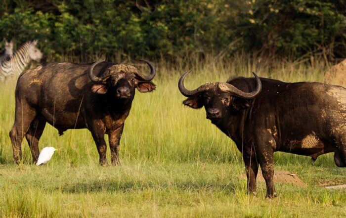 Tipiping in Tanzania Safari