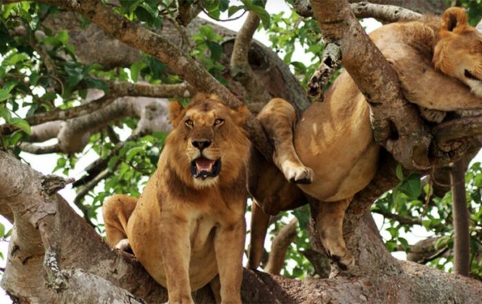 manyara lions