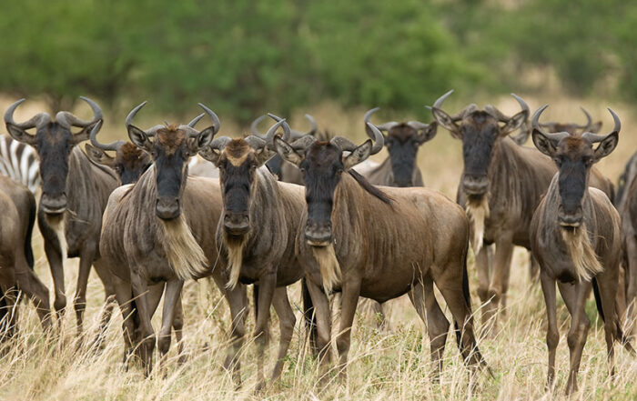 calving migration season in serengeti