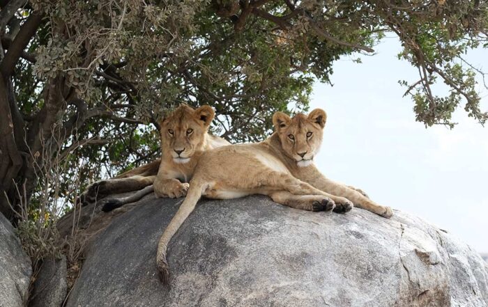serengeti lions