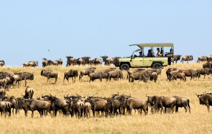 wildebeest great migration