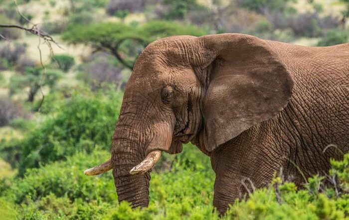 tanzania vs kenya safari