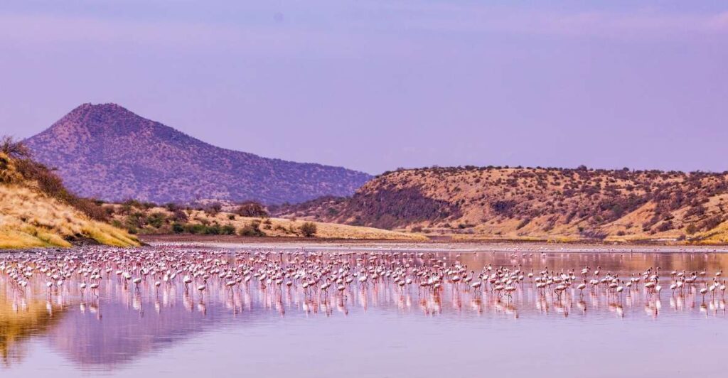 lake-magadi-flamingos-blessing-safaris.jpg