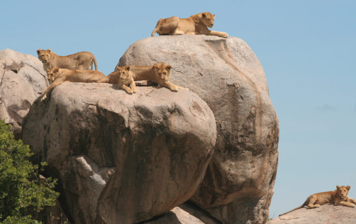 Lion pride Lamai Wedge northern Serengeti off the beaten path"