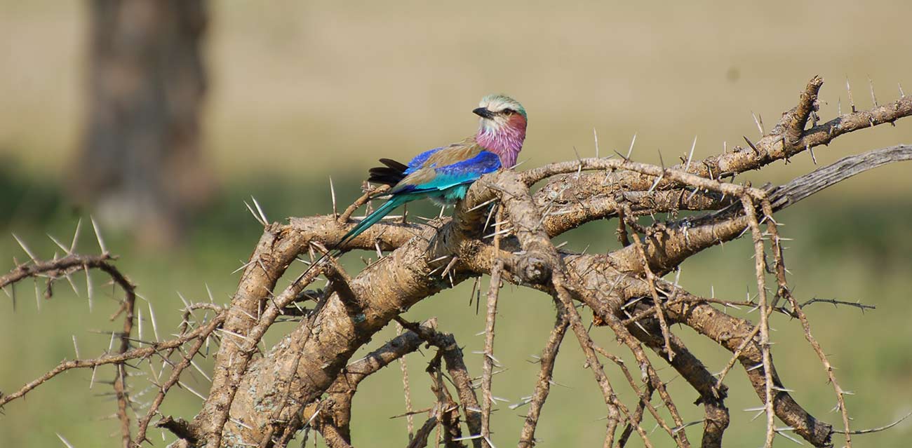 ngorongoro budget camping safari