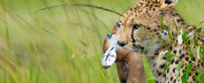Serengeti or Maasai Mara